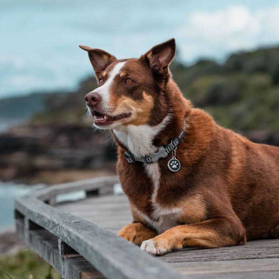 Enamel Stainless Steel Dog ID Tag B383