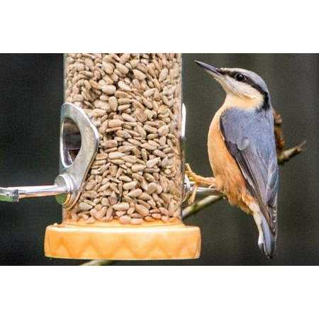 Sunflower Bird Seed R563702