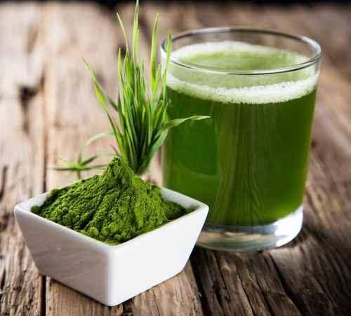 Organic Barley Grass Powder 55 lbs F4113