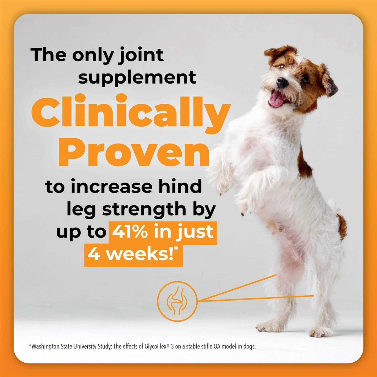 Joint Supplement for Dogs L921564