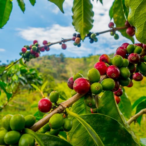 2-PACK 100% Hawaiian Kona Coffee Medium Roast Ground - 7 Ounce Bags (Pack of Two) O90795