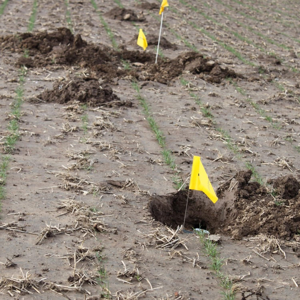 Medium Size Gopher Trap (3 Pack) F379