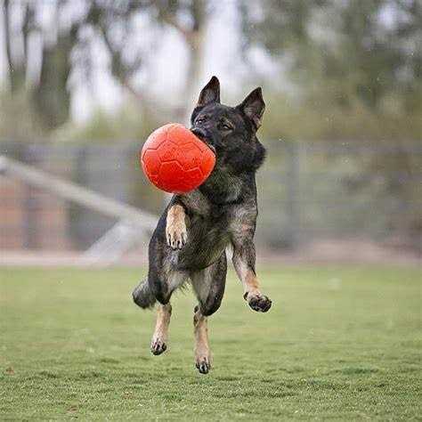 Soccer Ball Pet Supplies Q45102