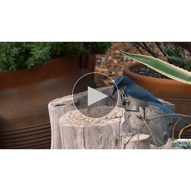 Sunflower Bird Seed R563702